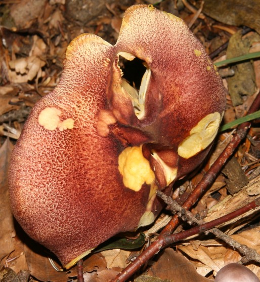 Tricholomataceae, Foresta nera